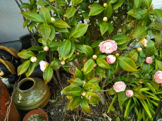 DSC_0504.JPG