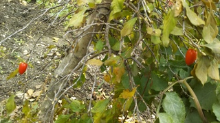 DSC_1066.JPG