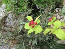 IMG_0459.JPG