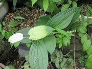 IMG_1237.JPG