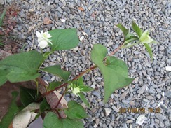 IMG_7061.JPG