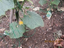 IMG_7242.JPG