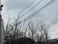 IMG_9769.JPG