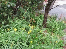 IMG_9809.JPG