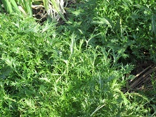 IMG_9954.JPG