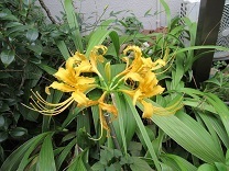 IMG_1667.JPG