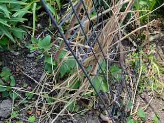 IMG_9845   lZ.jpg