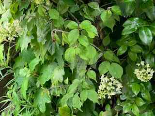 IMG_9866  t.jpg